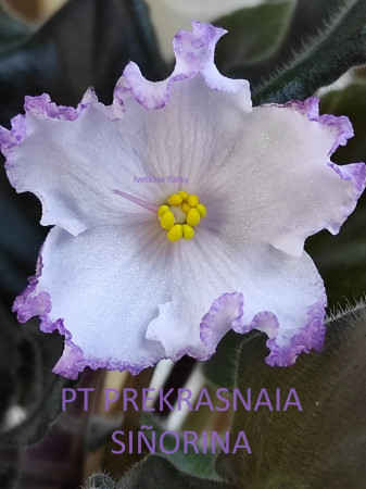154. PT PREKRASNAIA SIÑORINA